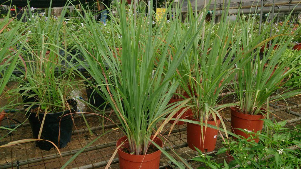 Pots if fresh and growing lemon grass in a nursery.