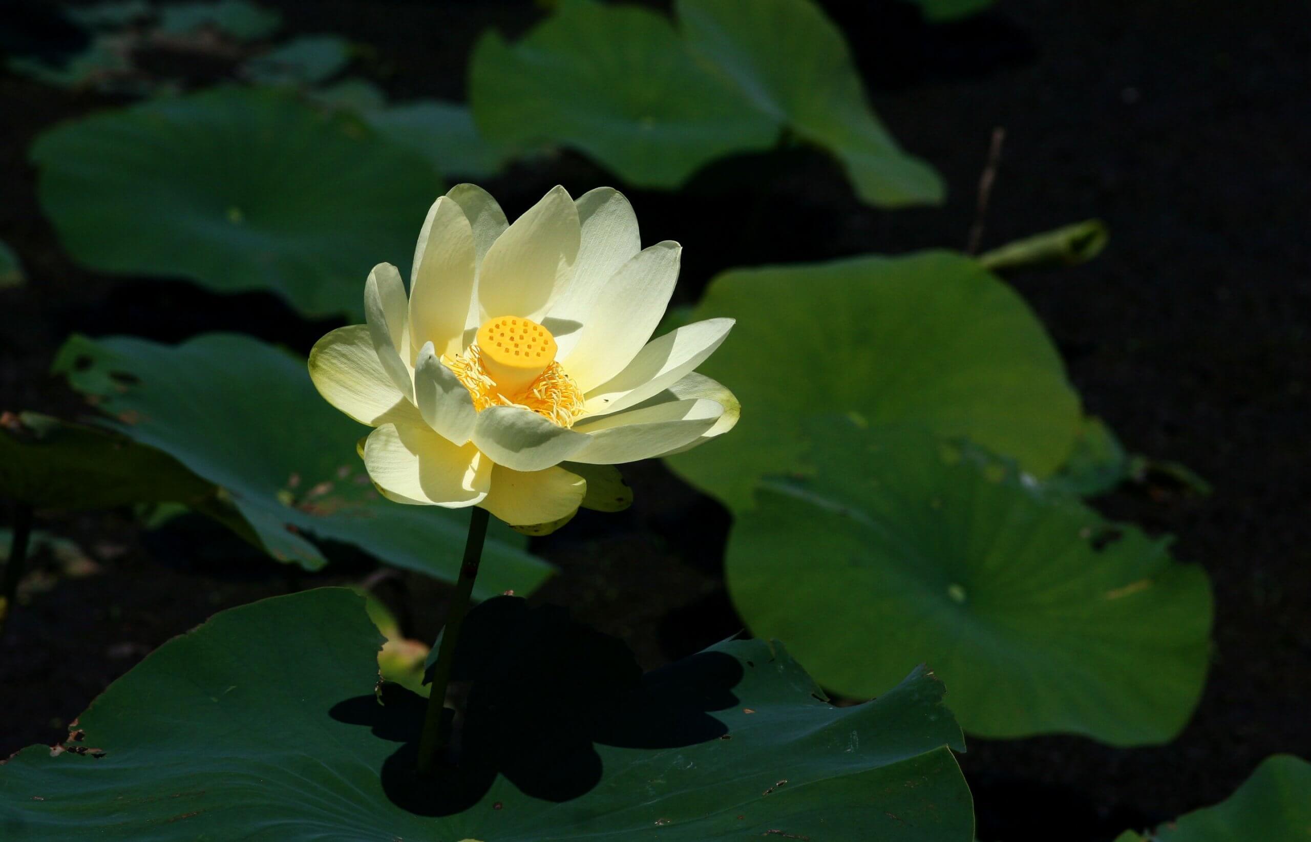 American Lotus, Fun to Forage and Highly Nutritious Eat The