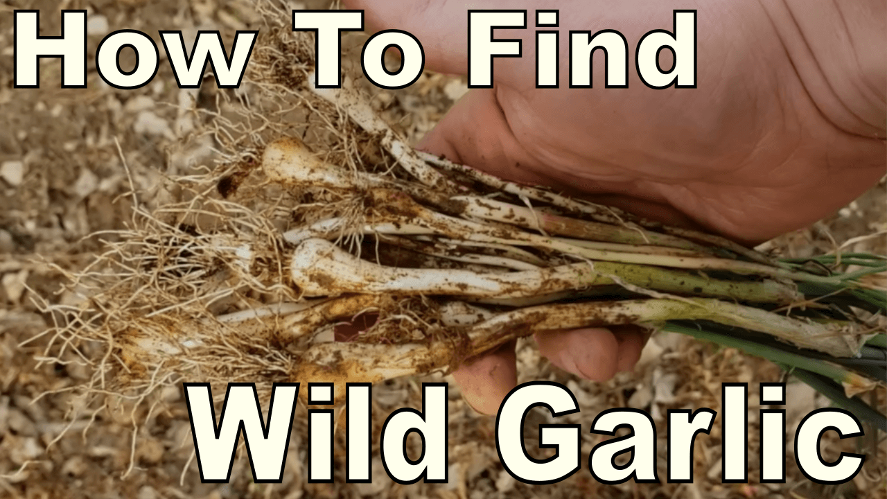 Cottonwood Buds are Medicinal, Leaves are Edible Eat The