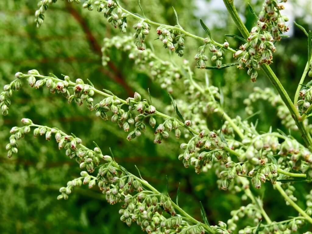 Mugwort Flowers (Artemisia vulgaris) (Photo by Аимаина хикари on Wikimedia Commons)