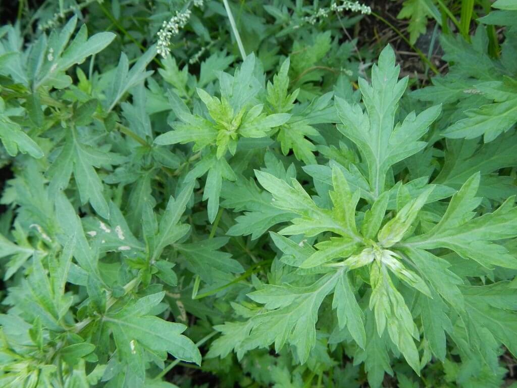 Mugwort Leaves (Photo by Ramon FVelasquez on Wikimedia Commons)