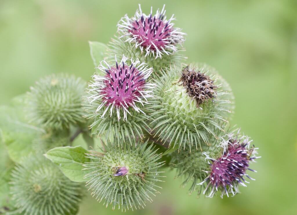 Burdock, Distinctive Flowers and Nutritious Roots Eat